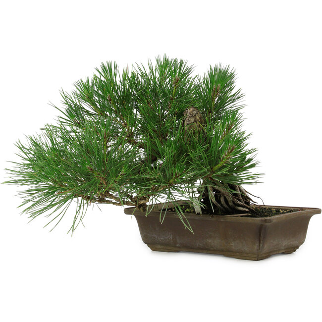 Pinus thunbergii, 22 cm, ± 12 ans