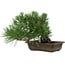 Pinus thunbergii, 22 cm, ± 12 ans