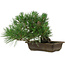 Pinus thunbergii, 22 cm, ± 12 years old