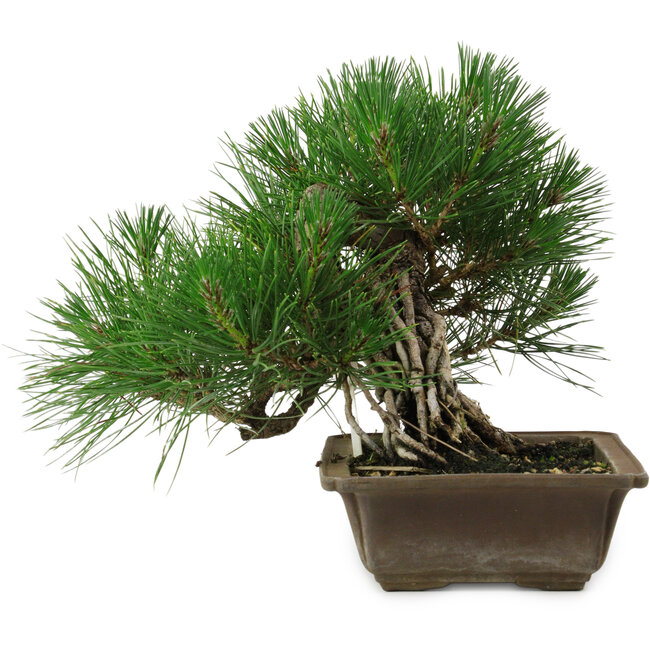 Pinus thunbergii, 22 cm, ± 12 ans