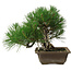 Pinus thunbergii, 22 cm, ± 12 years old