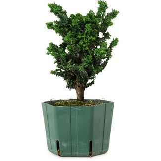 Chamaecyparis obtusa Sekka Hinoki, 18 cm, ± 12 ans