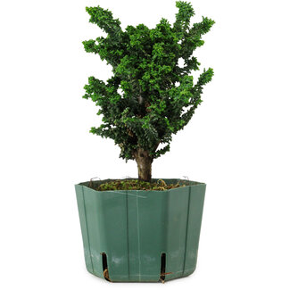 Chamaecyparis obtusa Sekka Hinoki, 18 cm, ± 12 years old