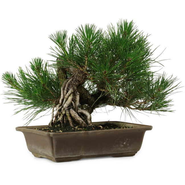 Pinus thunbergii, 22 cm, ± 12 years old