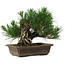 Pinus thunbergii, 22 cm, ± 12 years old