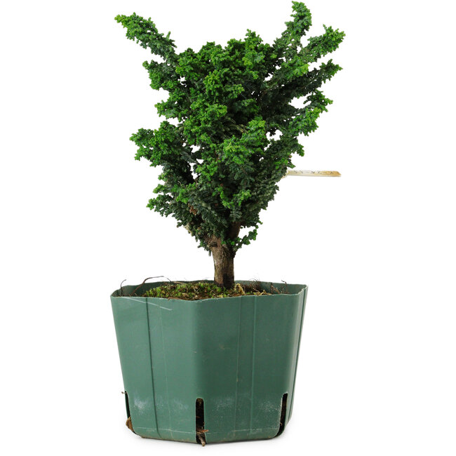 Chamaecyparis obtusa Sekka Hinoki, 18 cm, ± 12 ans