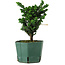 Chamaecyparis obtusa Sekka Hinoki, 18 cm, ± 12 years old
