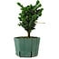 Chamaecyparis obtusa Sekka Hinoki, 18 cm, ± 12 ans