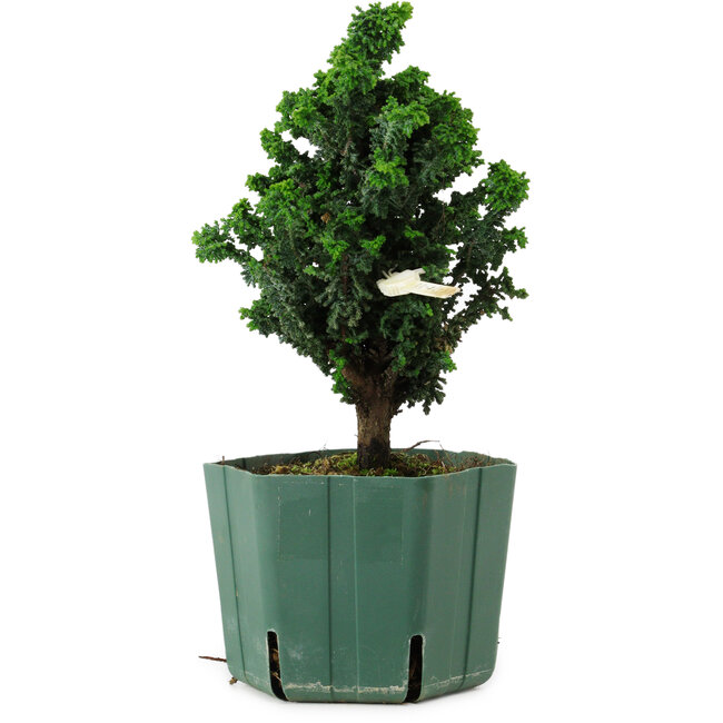 Chamaecyparis obtusa Sekka Hinoki, 18 cm, ± 12 years old