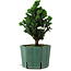 Chamaecyparis obtusa Sekka Hinoki, 18 cm, ± 12 years old