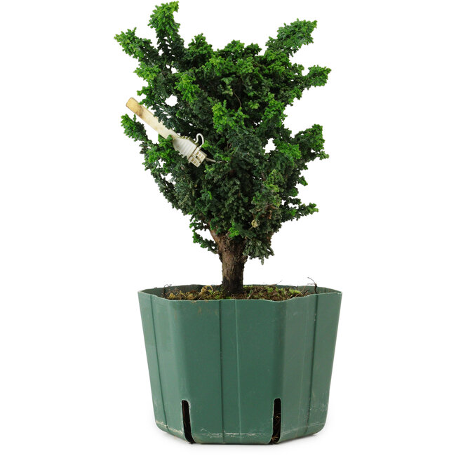 Chamaecyparis obtusa Sekka Hinoki, 18 cm, ± 12 ans