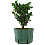Chamaecyparis obtusa Sekka Hinoki, 18 cm, ± 12 ans