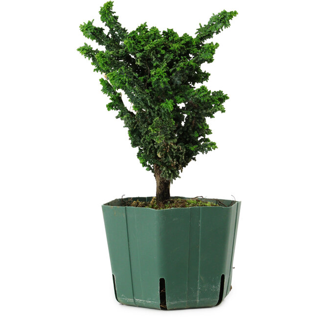 Chamaecyparis obtusa Sekka Hinoki, 18 cm, ± 12 years old
