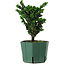Chamaecyparis obtusa Sekka Hinoki, 18 cm, ± 12 years old