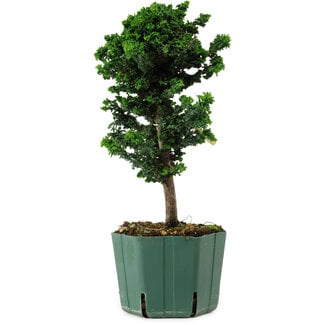 Chamaecyparis obtusa Sekka Hinoki, 24 cm, ± 12 anni