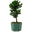 Chamaecyparis obtusa Sekka Hinoki, 24 cm, ± 12 años