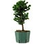 Chamaecyparis obtusa Sekka Hinoki, 24 cm, ± 12 ans