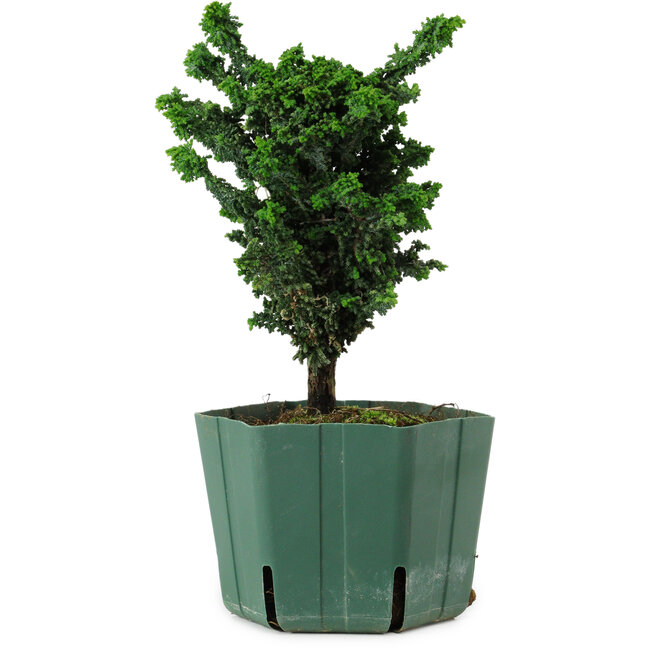 Chamaecyparis obtusa Sekka Hinoki, 18 cm, ± 12 years old