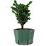 Chamaecyparis obtusa Sekka Hinoki, 18 cm, ± 12 years old