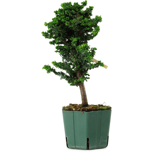 Chamaecyparis obtusa Sekka Hinoki, 24 cm, ± 12 years old
