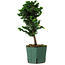 Chamaecyparis obtusa Sekka Hinoki, 24 cm, ± 12 ans