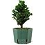 Chamaecyparis obtusa Sekka Hinoki, 18 cm, ± 12 ans