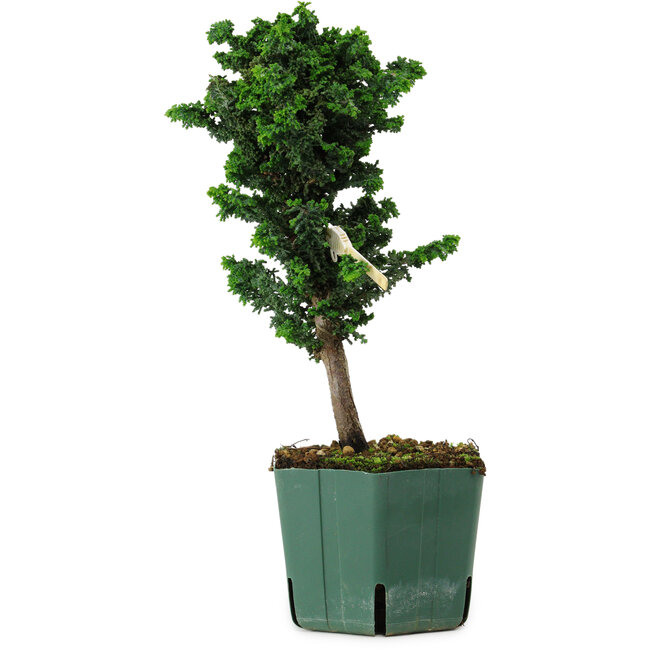 Chamaecyparis obtusa Sekka Hinoki, 24 cm, ± 12 anni