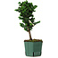 Chamaecyparis obtusa Sekka Hinoki, 24 cm, ± 12 years old