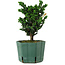 Chamaecyparis obtusa Sekka Hinoki, 18 cm, ± 12 years old