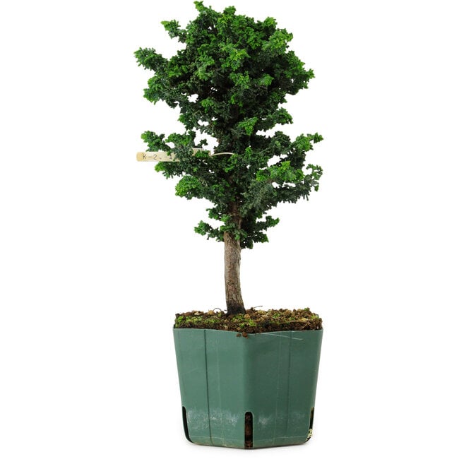 Chamaecyparis obtusa Sekka Hinoki, 24 cm, ± 12 years old