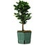Chamaecyparis obtusa Sekka Hinoki, 24 cm, ± 12 jaar oud