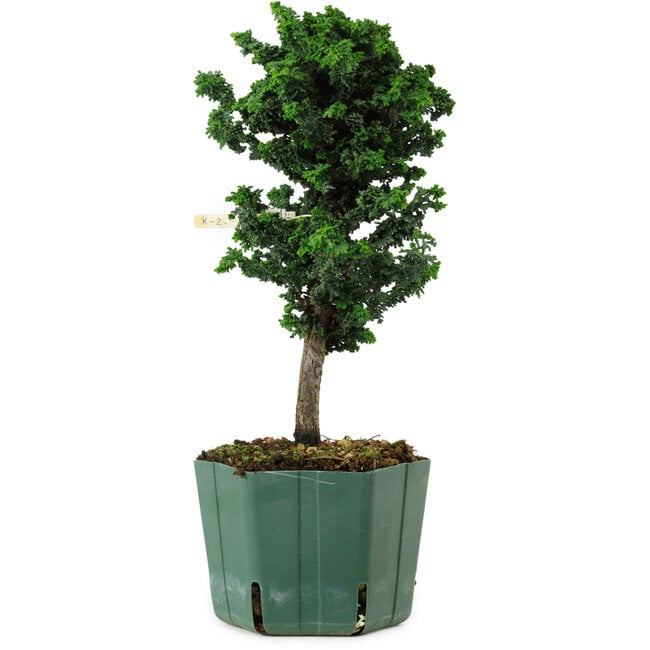 Chamaecyparis obtusa Sekka Hinoki, 24 cm, ± 12 years old