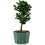 Chamaecyparis obtusa Sekka Hinoki, 24 cm, ± 12 anni