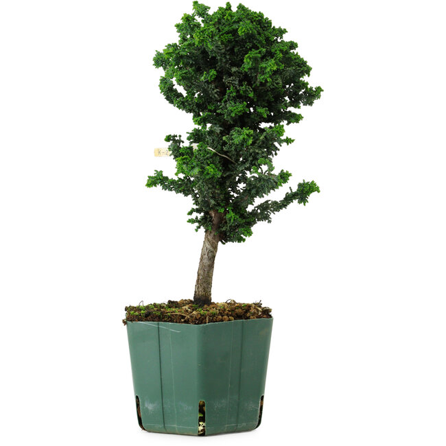 Chamaecyparis obtusa Sekka Hinoki, 24 cm, ± 12 anni