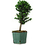 Chamaecyparis obtusa Sekka Hinoki, 24 cm, ± 12 years old