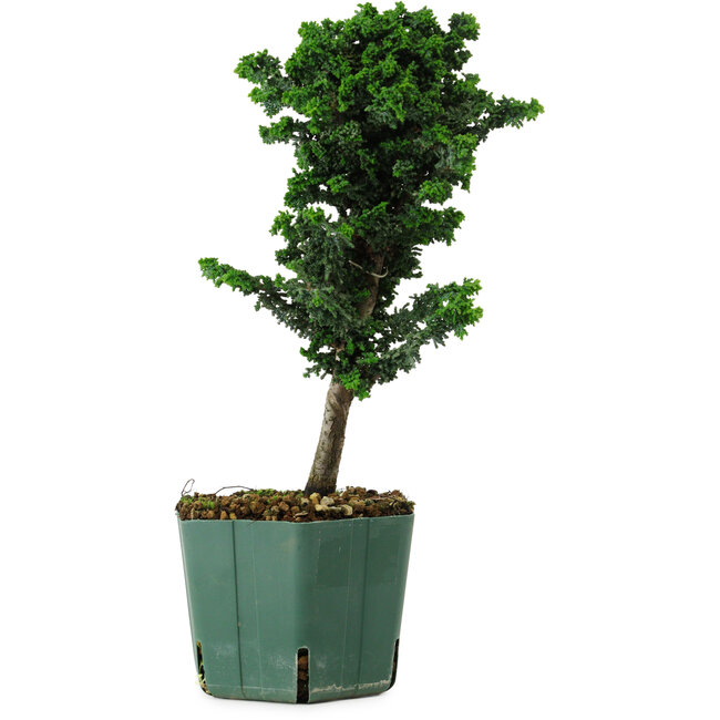 Chamaecyparis obtusa Sekka Hinoki, 24 cm, ± 12 anni