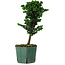 Chamaecyparis obtusa Sekka Hinoki, 24 cm, ± 12 years old