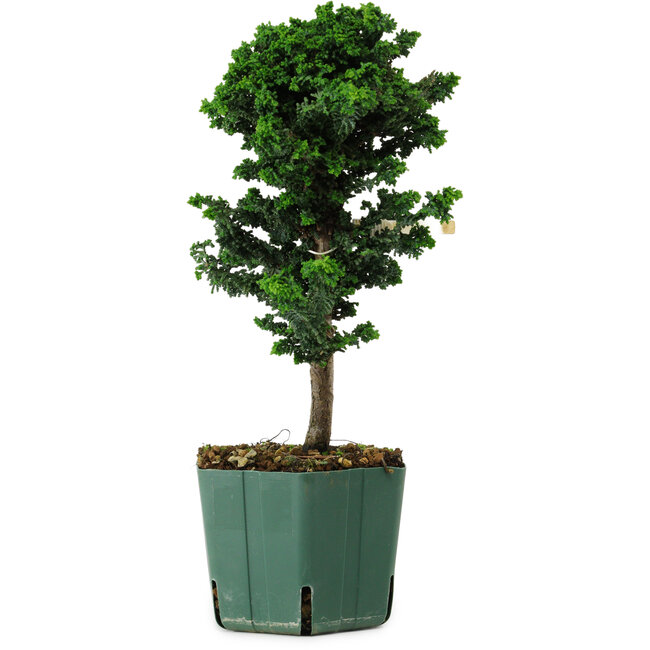Chamaecyparis obtusa Sekka Hinoki, 24 cm, ± 12 ans