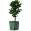Chamaecyparis obtusa Sekka Hinoki, 24 cm, ± 12 años