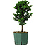 Chamaecyparis obtusa Sekka Hinoki, 24 cm, ± 12 years old