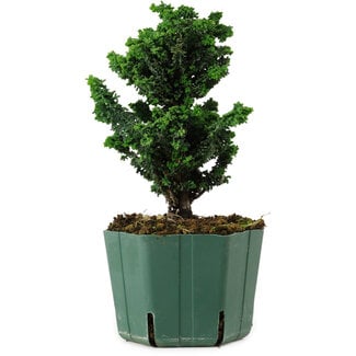 Chamaecyparis obtusa Sekka Hinoki, 19 cm, ± 12 ans