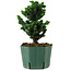 Chamaecyparis obtusa Sekka Hinoki, 19 cm, ± 12 years old