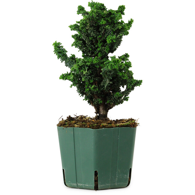 Chamaecyparis obtusa Sekka Hinoki, 19 cm, ± 12 years old