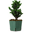 Chamaecyparis obtusa Sekka Hinoki, 19 cm, ± 12 years old