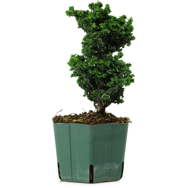 Chamaecyparis obtusa Sekka Hinoki, 19 cm, ± 12 ans