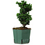 Chamaecyparis obtusa Sekka Hinoki, 19 cm, ± 12 years old