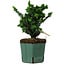 Chamaecyparis obtusa Sekka Hinoki, 17 cm, ± 12 ans