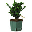 Chamaecyparis obtusa Sekka Hinoki, 17 cm, ± 12 years old