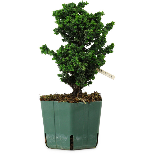 Chamaecyparis obtusa Sekka Hinoki, 19 cm, ± 12 years old