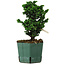 Chamaecyparis obtusa Sekka Hinoki, 19 cm, ± 12 years old
